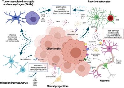 Frontiers | Old Stars and New Players in the Brain Tumor